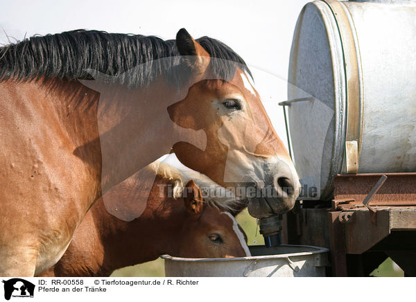 Pferde an der Trnke / horse trough / RR-00558