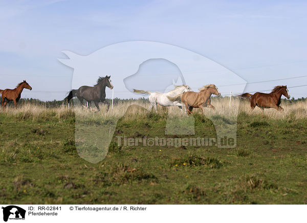 Pferdeherde / herd of horses / RR-02841