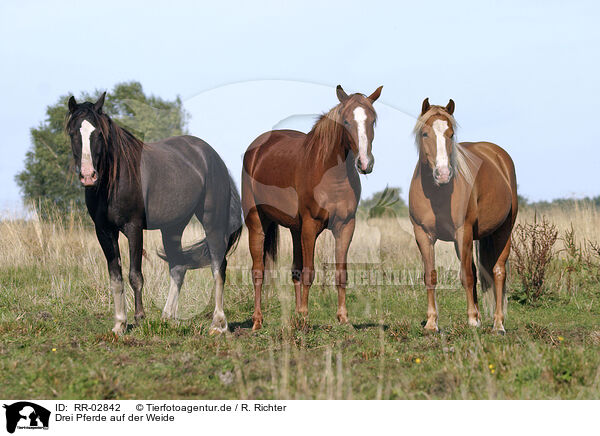 Drei Pferde auf der Weide / tree horses / RR-02842