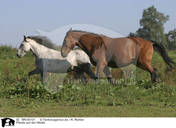 Pferde auf der Weide / horses / RR-06101