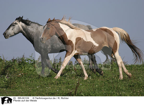 Pferde auf der Weide / horses / RR-06109