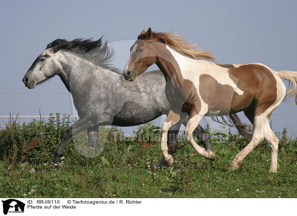 Pferde auf der Weide / horses / RR-06110