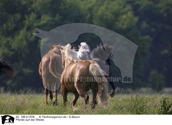 Pferde auf der Weide / horses / DB-01558