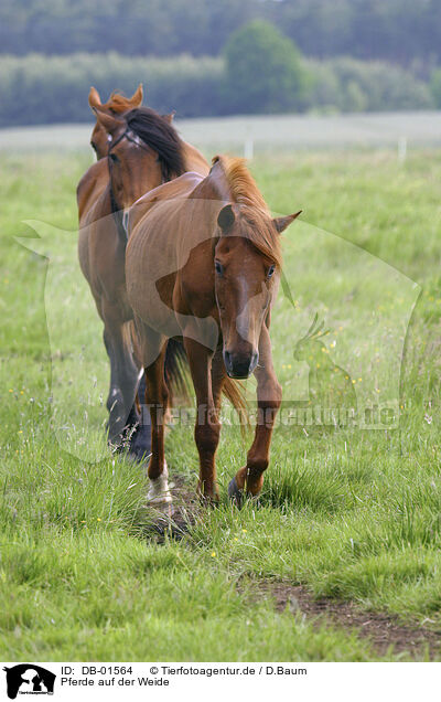Pferde auf der Weide / horses / DB-01564