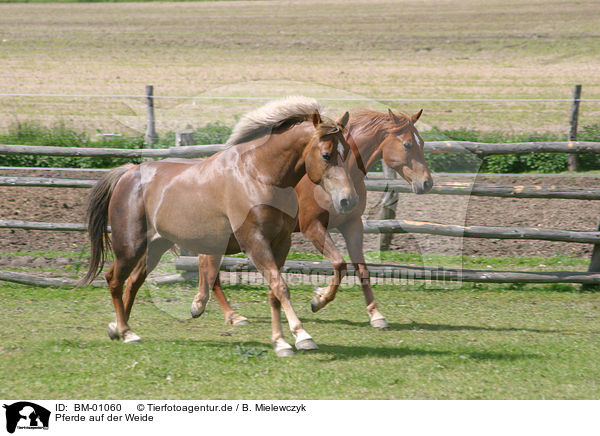 Pferde auf der Weide / horses on meadow / BM-01060