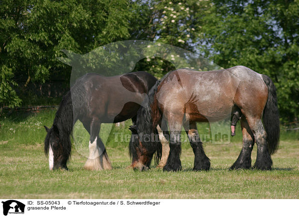 grasende Pferde / grazing horses / SS-05043