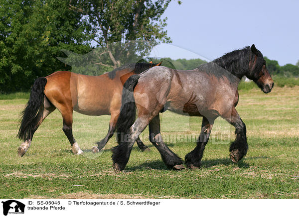 trabende Pferde / SS-05045