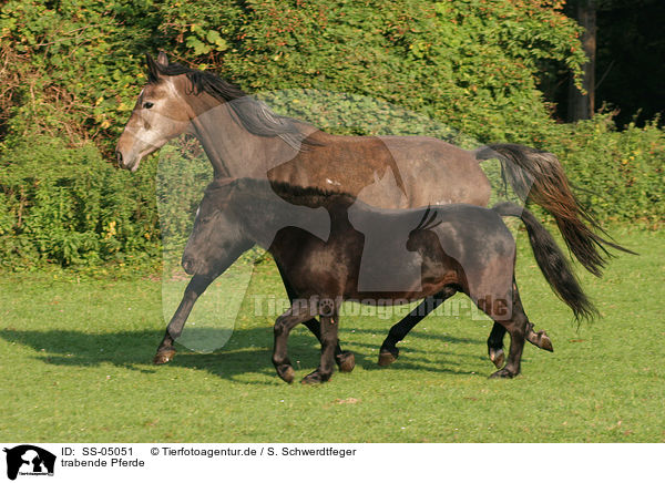 trabende Pferde / trotting horses / SS-05051