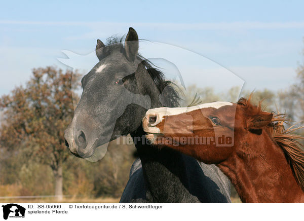 spielende Pferde / playing horses / SS-05060