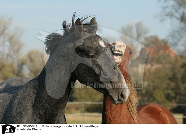 spielende Pferde / playing horses / SS-05061