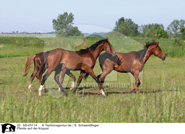 Pferde auf der Koppel / horses in the meadow / SS-05114