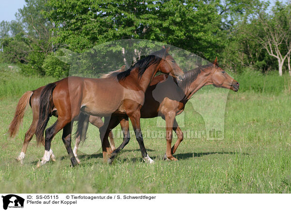 Pferde auf der Koppel / horses in the meadow / SS-05115