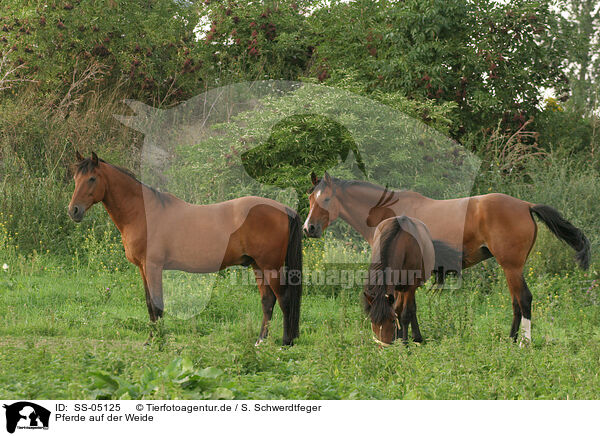 Pferde auf der Weide / horses in the meadow / SS-05125