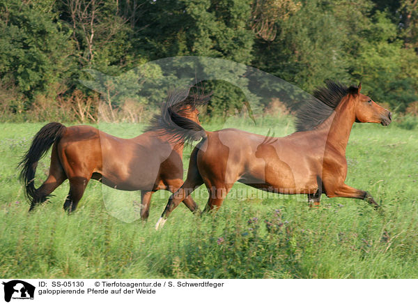 galoppierende Pferde auf der Weide / galloping horses in the meadow / SS-05130
