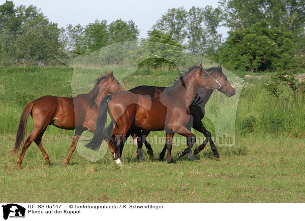 Pferde auf der Koppel / horses in the meadow / SS-05147