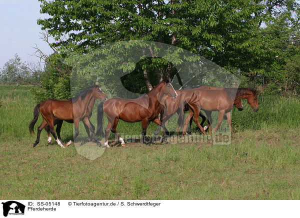 Pferdeherde / herd of horses / SS-05148