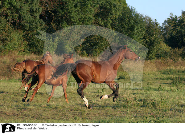 Pferde auf der Weide / horses in the meadow / SS-05186