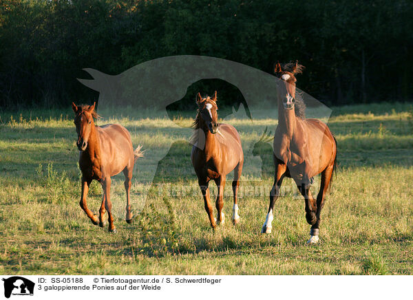 3 galoppierende Ponies auf der Weide / SS-05188