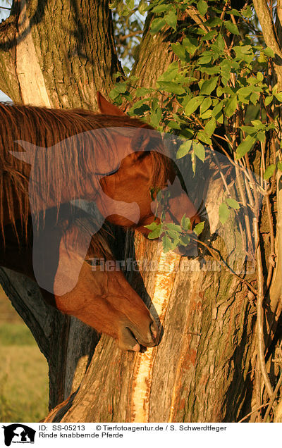 Rinde knabbernde Pferde / gnawing horses / SS-05213
