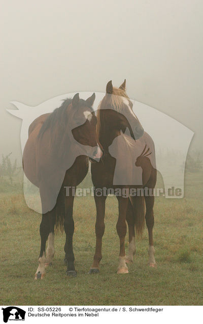 Deutsche Reitponies im Nebel / horses in a mist / SS-05226