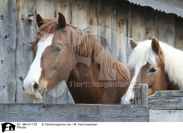 Pferde / horses / MH-01135