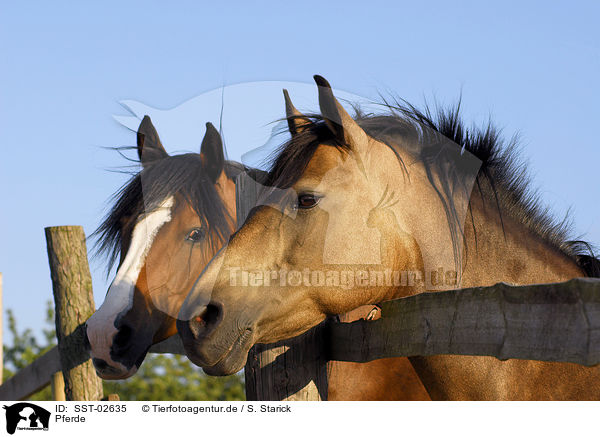 Pferde / horses / SST-02635