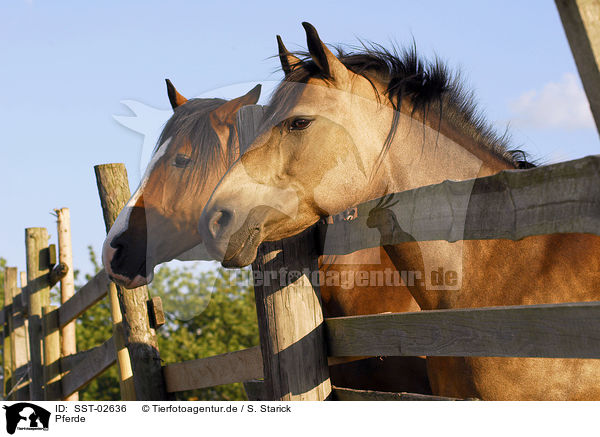 Pferde / horses / SST-02636