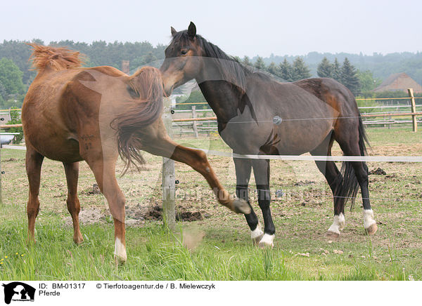 Pferde / horses / BM-01317