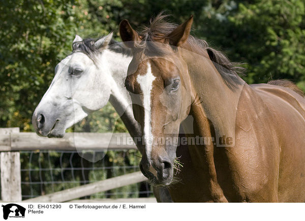 Pferde / horses / EH-01290