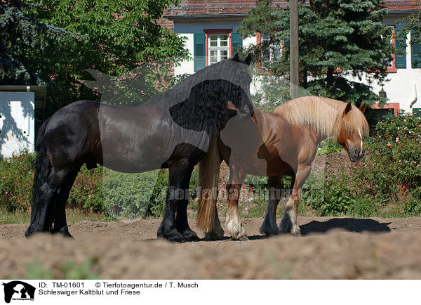 Schleswiger Kaltblut und Friese / coldblood and Friesian horse / TM-01601