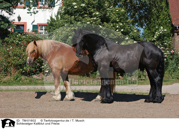 Schleswiger Kaltblut und Friese / TM-01602