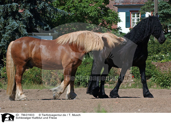 Schleswiger Kaltblut und Friese / TM-01603