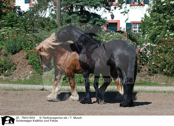 Schleswiger Kaltblut und Friese / TM-01604