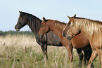 Vier Pferde auf der Weide