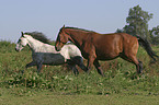 Pferde auf der Weide