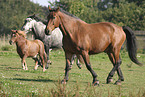 Pferde auf der Weide