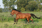 galoppierende Pferde
