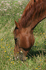 grasendes Quarter Horse