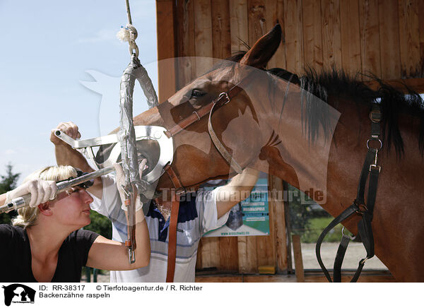 Backenz�hne raspeln / raps molars / RR-38317