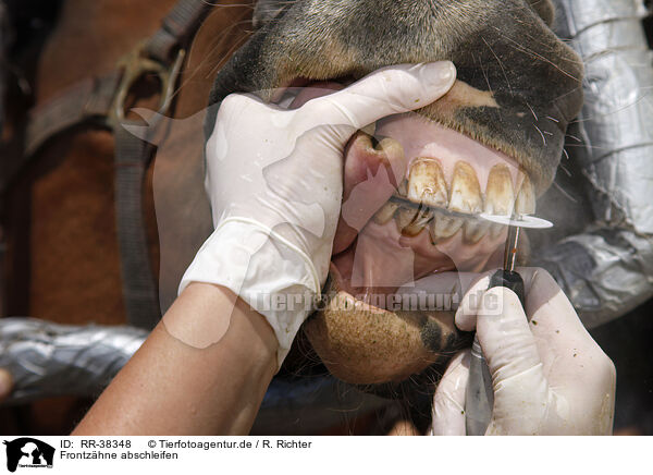Frontzhne abschleifen / front teeth / RR-38348