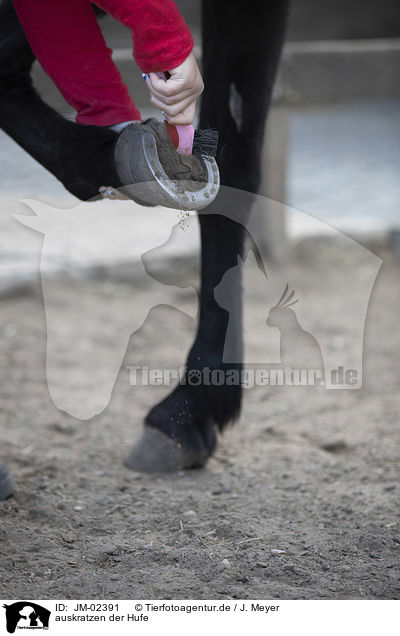 auskratzen der Hufe / cleaning hoof / JM-02391