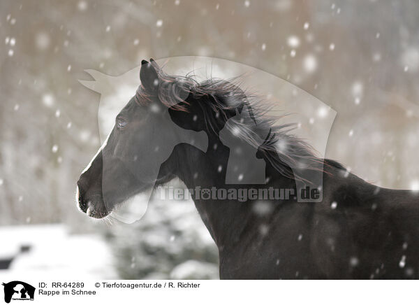 Rappe im Schnee / black horse in snow / RR-64289
