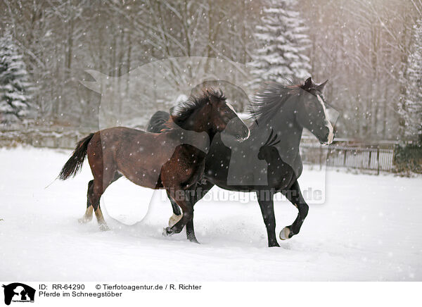 Pferde im Schneegstber / RR-64290