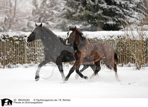 Pferde im Schneegstber / horses in snow flurries / RR-64293