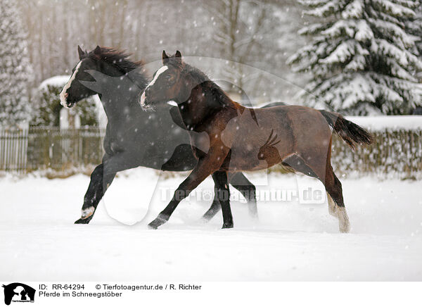 Pferde im Schneegstber / horses in snow flurries / RR-64294