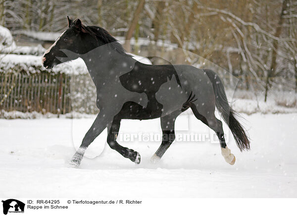 Rappe im Schnee / black horse in snow / RR-64295