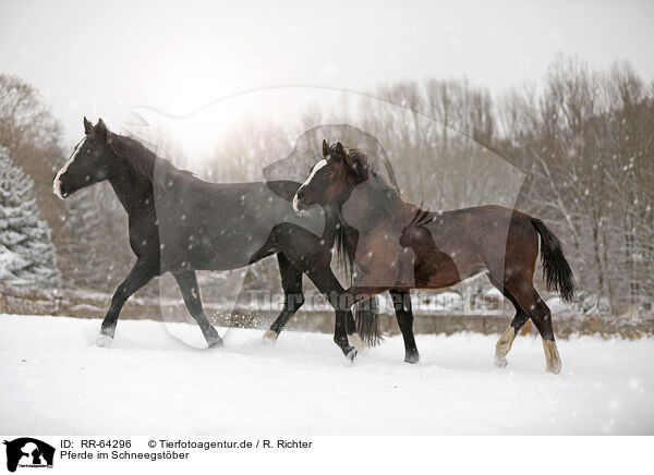 Pferde im Schneegstber / horses in snow flurries / RR-64296