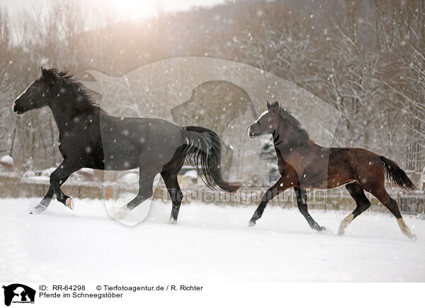 Pferde im Schneegstber / horses in snow flurries / RR-64298