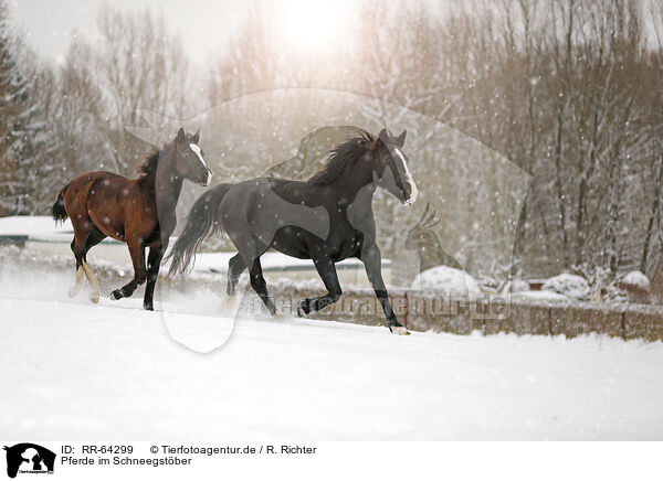 Pferde im Schneegstber / horses in snow flurries / RR-64299