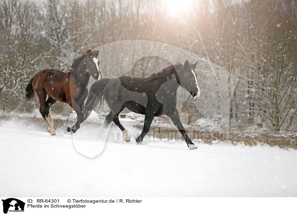Pferde im Schneegstber / horses in snow flurries / RR-64301